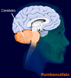 cerebellum.jpg